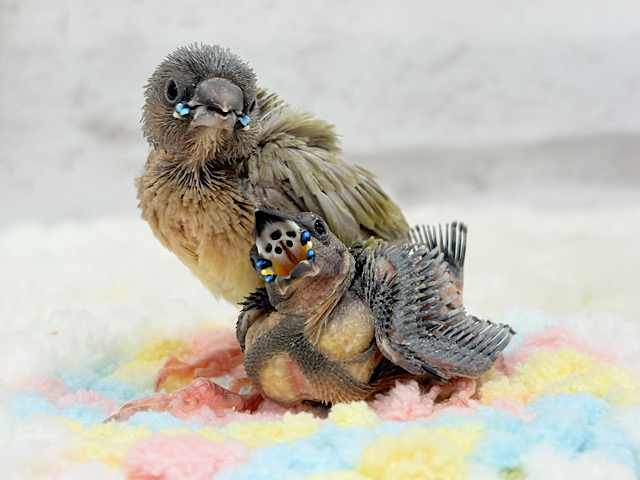 【続‪！！】🎄🎁クリスマスフェア🎅🏻成鳥までの楽しみたくさん♬*°コキンチョウ ヒナ