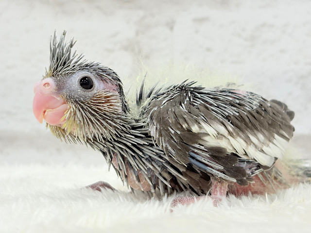 ベビベビ怪獣がやって来た🦕🩶オカメインコ(ノーマル) ヒナ
