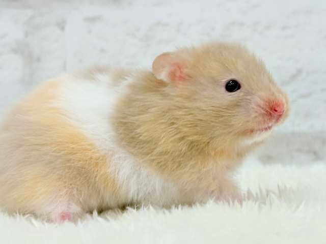 柔らかい色味のベイビーフェイス🐹🍼トリコロールハムスター(女の子)