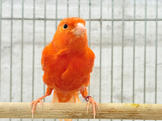 俺の美声に惚れるなよ♥赤カナリア(男の子)