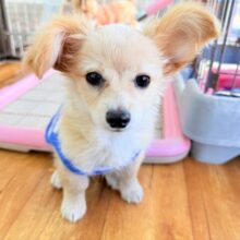 最新画像📸ハーフ犬（チワワ✖️ミニチュアダックス）男の子♫おっとりマイペース！