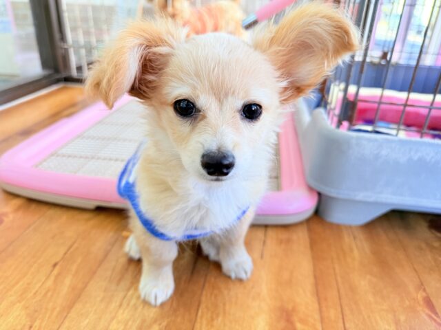 最新画像📸ハーフ犬（チワワ✖️ミニチュアダックス）男の子♫おっとりマイペース！