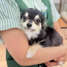 チワワ（ブラックタン&ホワイト）男の子♫慣れると尻尾フリフリ〜なシャイボーイ！
