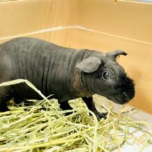 【最新画像】クールなブラックボディ😎✨スキニーギニアピッグくん‼️(男の子)