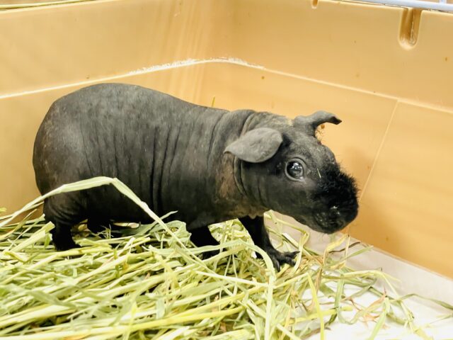 【最新画像】クールなブラックボディ😎✨スキニーギニアピッグくん‼️(男の子)