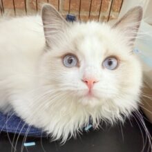 最新画像📸ラグドール（ブルーポイントバイカラー）女の子♪キラキラ✨おめめの美人さん！