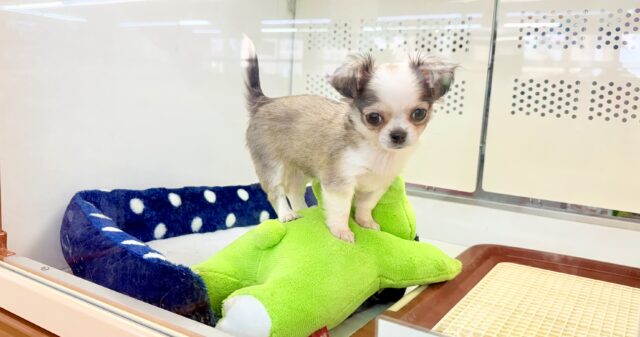 チワワ（フォーン&ホワイト）女の子♪尻尾ぶんぶん！お転婆ちゃん♪