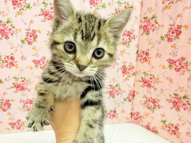 アメリカンショートヘアー（ブラウンタビー）女の子♪お喋りしてるみたいな鳴き声😼