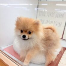 最新画像📸ポメラニアン（オレンジ）男の子♫ちみっこ毛玉ちゃん💕