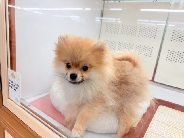 最新画像📸ポメラニアン（オレンジ）男の子♫ちみっこ毛玉ちゃん💕