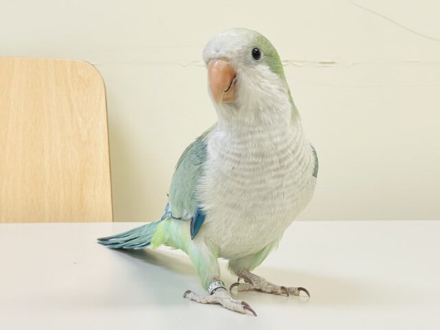 【最新画像】どこから見ても可愛すぎます🩵オキナインコ（アクアブルーオパーリン）