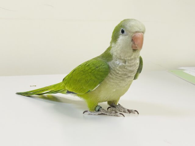 【最新画像】カキカキ時のうっとり顔がたまりません💚オキナインコ（ノーマル）