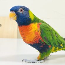 【最新画像】やんちゃな遊び好き🌟ゴシキセイガイインコ