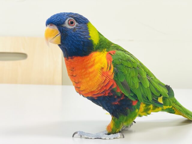 【最新画像】やんちゃな遊び好き🌟ゴシキセイガイインコ