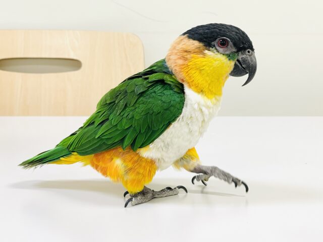 【最新動画】黒い頭が魅力的な元気っ子💕ズグロシロハラインコ（男の子）