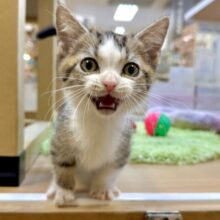 たくさん甘えさせて？🤎マンチカン男の子