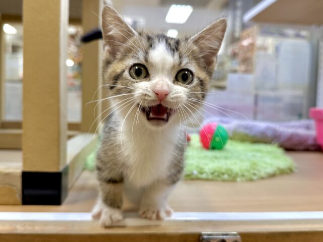 たくさん甘えさせて？🤎マンチカン男の子