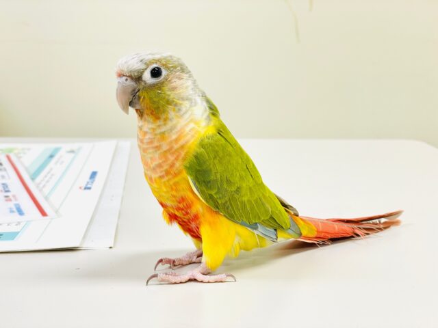 【最新画像】カラフルかわいい甘えんぼう🍍✨ホオミドリウロコインコちゃん(パイナップル)