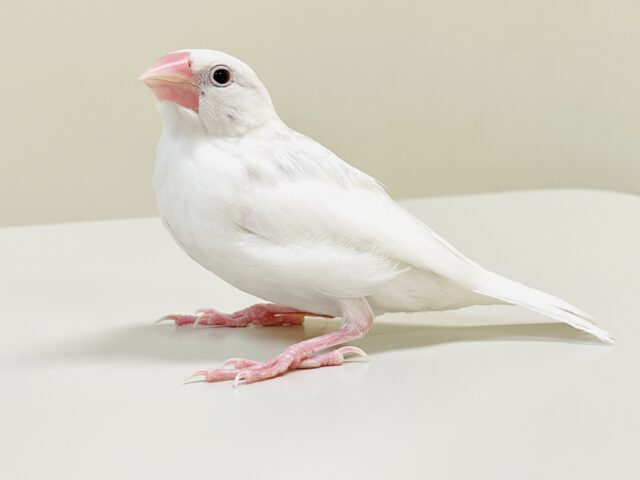 【最新画像】手の上で寝ちゃうよ🤍白文鳥