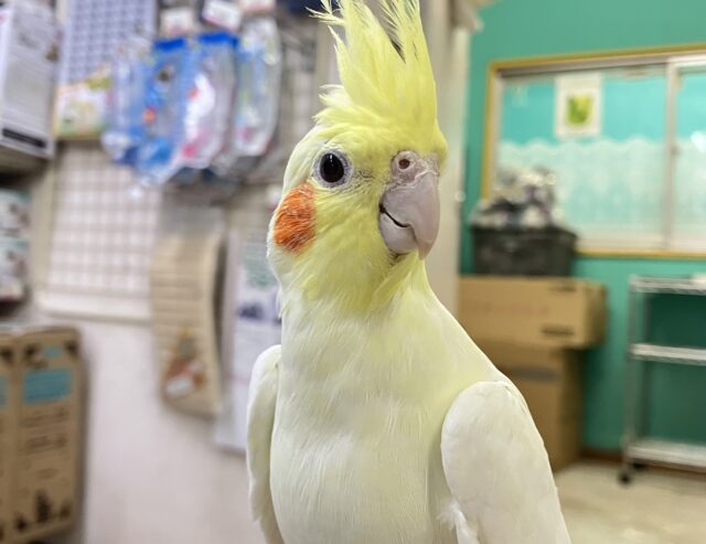 ジャギジャギ⚡️みるくdeロック🎸◝✩オカメインコ(ルチノー/2025年5月生まれ)