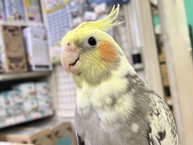 ほっぺに溢れる🫰🧋アイの受け皿💕︎⟡.*オカメインコ(パールパイド/2025年5月生まれ)