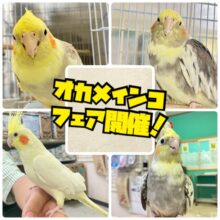 特典あり❕オカメインコフェア開催‪🦜‬🎉･:*:･｡