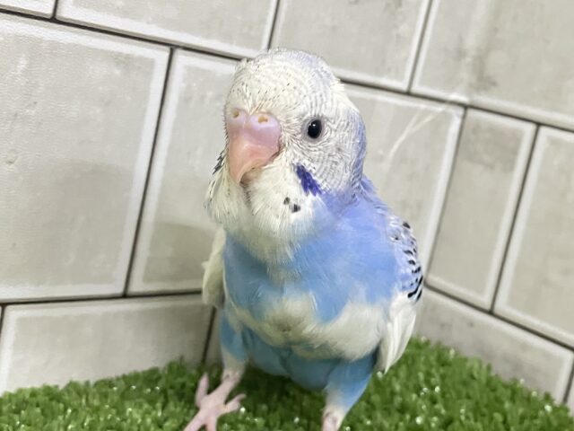あおぞら便で⛅️Smileお届けᵕ̈*☀️️🩵セキセイインコ(ブルーパイド/2025年11月生まれ)
