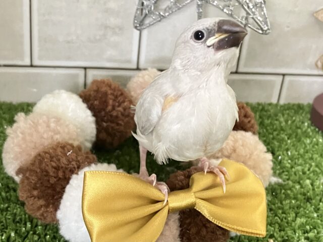 𝐂𝐨𝐦𝐞 𝐨𝐧🐾💭ｻｸｻｸ白銀の世界❄️.*˚シルバー文鳥(2025年11月生まれ)