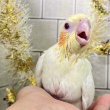 もちもちSUN🌤️ほっぺにペタリ🍹🧡オカメインコ(ルチノー/2025年11月生まれ)