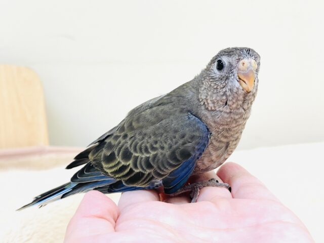 【最新画像】美しい羽模様✨️✨アキクサインコちゃん❣️(ノーマル)ヒナ