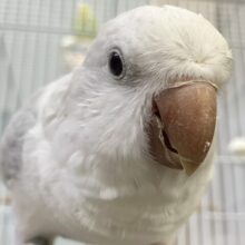 動画あり✨最新画像✨お喋りしちゃう？！オーロラちゃんです🌌✮*̣̩オキナインコ(ブルーパリドオパーリン/2025年5月生まれ)