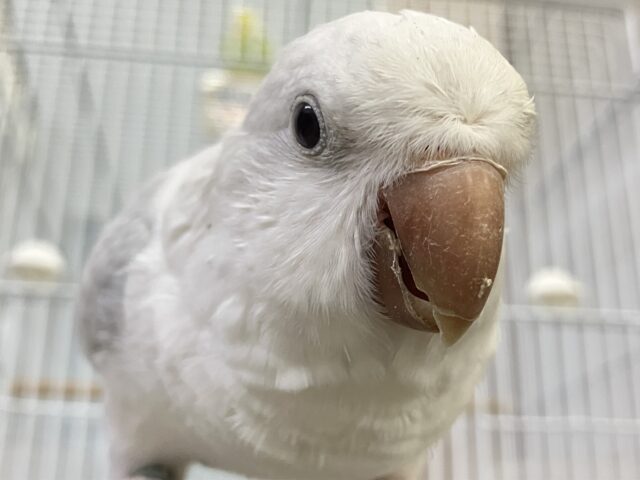 動画あり✨最新画像✨お喋りしちゃう？！オーロラちゃんです🌌✮*̣̩オキナインコ(ブルーパリドオパーリン/2025年5月生まれ)