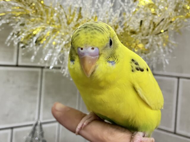 ✨最新画像✨Sparkかますぜレモンソーダ🍋 .*゜(*´罒`*)セキセイインコ(イエローハルクイン/2025年11月上旬生まれ)