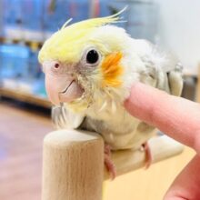 【最新画像】元気いっぱい🧡オカメインコ（パイド）ヒナ