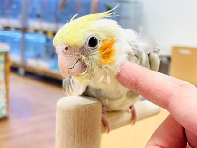【最新画像】元気いっぱい🧡オカメインコ（パイド）ヒナ