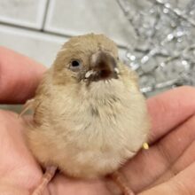 ほっこり💭🎀ほうじ茶ラテでおネムネム…😪🧸⋆*錦花鳥(2025年11月下旬生まれ)