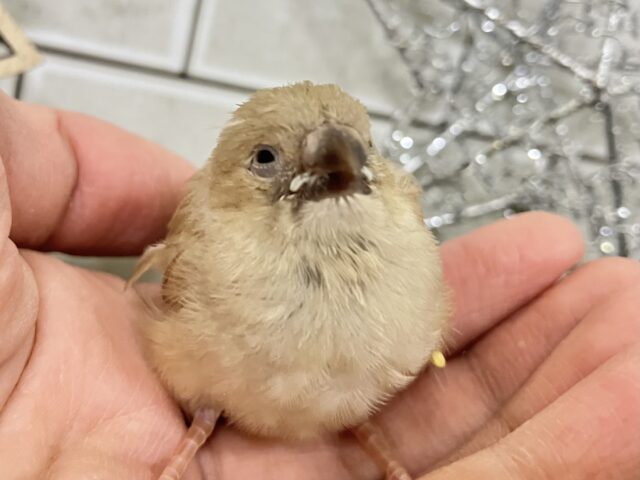 ほっこり💭🎀ほうじ茶ラテでおネムネム…😪🧸⋆*錦花鳥(2025年11月下旬生まれ)