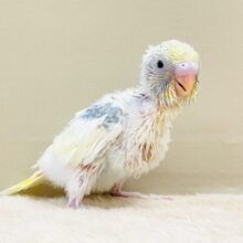 ふんわりゆめかわ🩵セキセイインコ（パステルレインボーパイド）ヒナ
