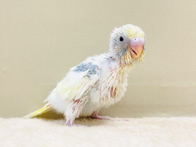 ふんわりゆめかわ🩵セキセイインコ（パステルレインボーパイド）ヒナ