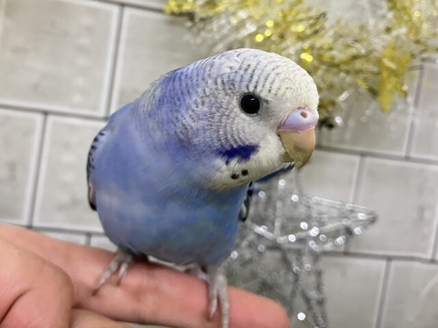 ✨最新画像✨ソラで奏でる🎹🎼piroroの唄🐥💕.*セキセイインコ(ブルーオパーリン/2025年11月生まれ)