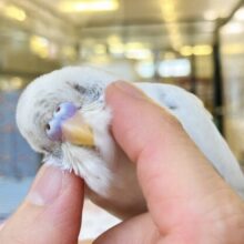 ん~~かわいい❤︎*ฅ́˘ฅ̀ とっても綺麗なベタなれセキセイちゃん🫧🪽