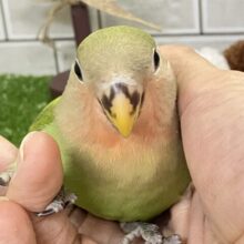 ✨最新画像✨こたつとヨモギもちちゃん♪♪　コザクラインコ