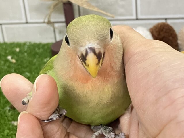 ✨最新画像✨こたつとヨモギもちちゃん♪♪　コザクラインコ