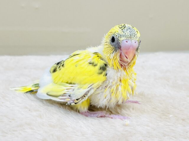 綿毛いっぱいのみつばちさん🐝✨セキセイインコ（ハルクイン）ヒナ