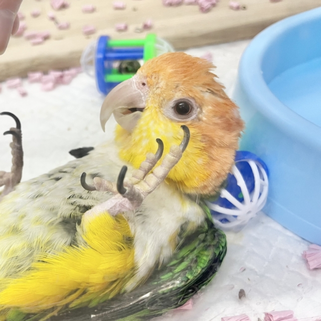 【🆙最新画像あり‼️】人が大好き🥰遊んで遊んで〜❤️　シロハラインコ