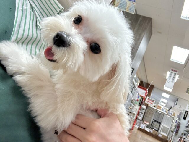 たくさんかまって⑅︎ᩥ𞄵•ܸ · •ܸ⑅︎ᩥ𞄵マルプー男の子