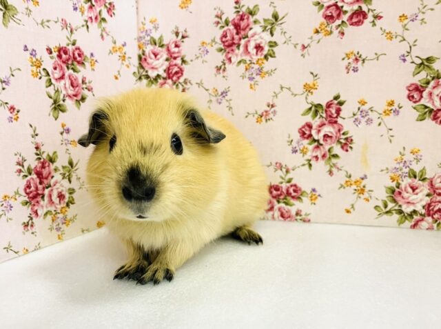 ん~~かわいすぎて💕*ˊᵕˋ お鼻にお色が出てきました♬* ロシアンモルモットさん🧸💕