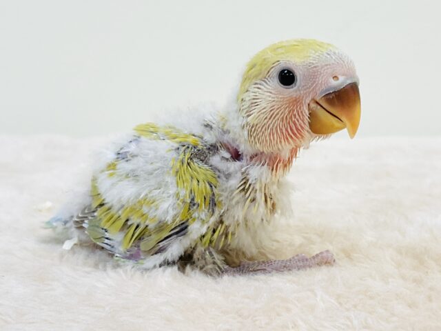 ぺたんこ✨くつろぎ中〜💚コザクラインコ（シナモン）ヒナ