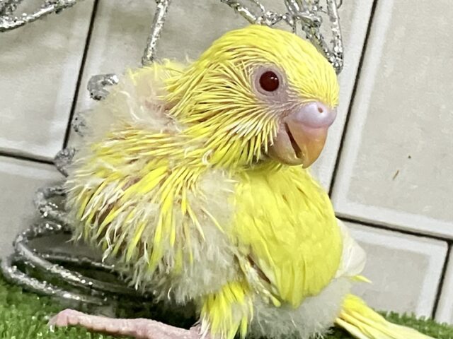 真紅にバーニング🔥ﾎﾟｶﾎﾟｶこんぽた♥️セキセイインコ(ルチノー/2025年12月生まれ)