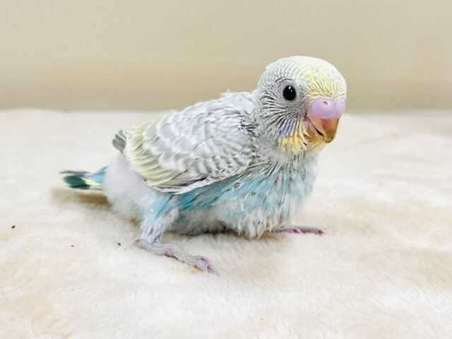 スタイリッシュなオシャレカラー🩵🩶セキセイインコ（パステルレインボースパングル）ヒナ